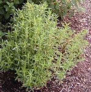 Summer Savory 50 Herb Seeds *Culinary Heirloom*  