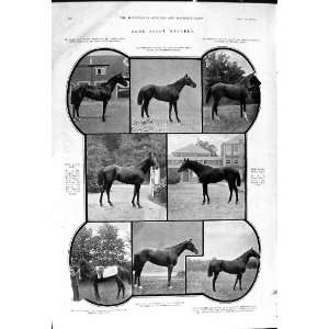  1901 Ascot Horses Edwarde Whitney Kenne Dewar Forfarshire 