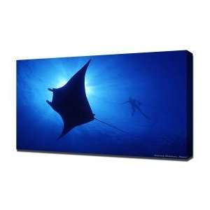 Sting Ray   Canvas Art   Framed Size 40x60   Ready To Hang