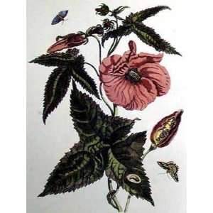  Natures Bounty IV by Maria Sibylla Merian. Best Quality 