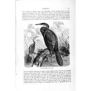   NATURAL HISTORY 1895 AFRICAN DARTER BIRDS RIVER TREES