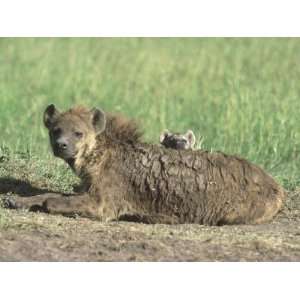  Spotted Hyena, Female & Young at Den Site, Maasai Mara 
