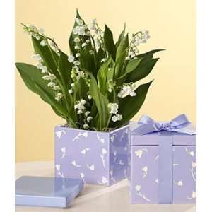 Potted Lily of the Valley Bulb Garden  Grocery & Gourmet 