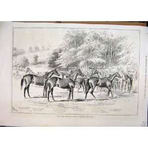   1878 Yearling Sale Marden Deer Park Blair Athol Horses