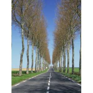  Trees Line a Straight Rural Road Near Hesdin in the Pas De 