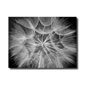  Goats Beard 3 Giclee Print