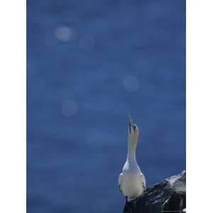  A Northern Gannet Roosts on a Cliff Above the Atlantic 