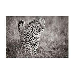  Leopard In Grass by Andy Biggs. Size 21.93 inches width by 