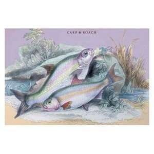  Carp Bream and Roach   12x18 Framed Print in Gold Frame 