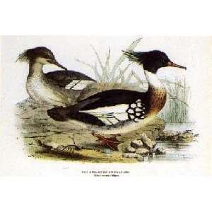  Red Breasted Merganser Gould Birds by John Gould. Size 0 