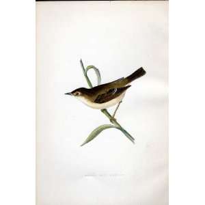  Booted Reed Warbler Bree H/C 1875 Old Prints Birds