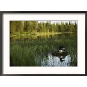  A loon in breeding colors incubates its eggs in its nest 