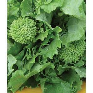  Broccoli Raab, Organic 1 Pkt. (200 Seeds) Patio, Lawn 