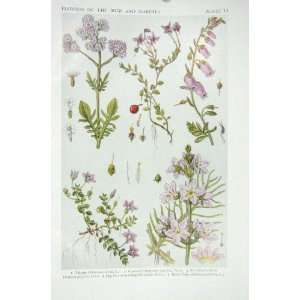  1919 Flowers Valerian Cranberry Heath Water Violet