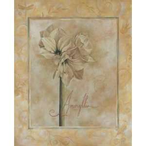  Amaryllis Poster Print