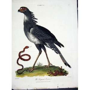 Wilkes Birds C 1804 Serpent Eater 