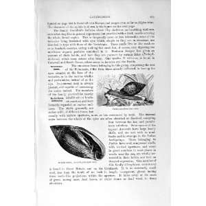 PYTHIA EARLET SHELL MOLLUSCS NATURAL HISTORY 1896