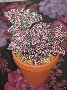 French Beaded flowers pink Hypoestes polka dot plant  