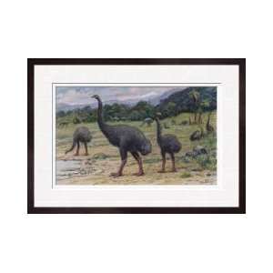   Have Caused The Extinction Of Moas Framed Giclee Print