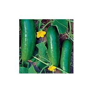  Mideast Prolific Cucumber   pack 