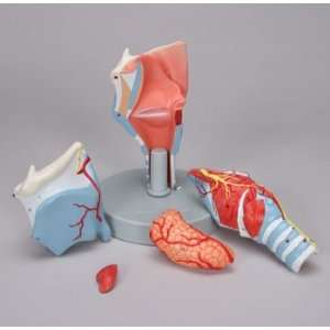 Altay(r) Human Larynx Model Industrial & Scientific