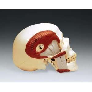  TMJ Temporal mandibular Jaw Skull Model Industrial 