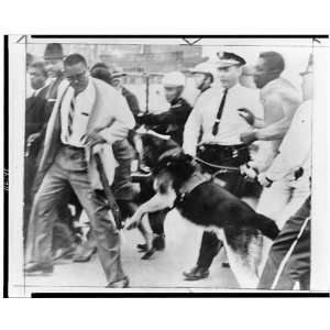  Police dog attacking,Jackson,MS,trial,demonstrator 1961 