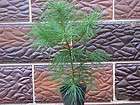 white pine tree evergreen perfect bonsai soft needles good strong