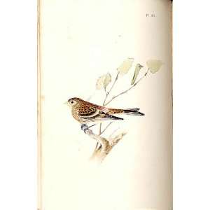  Mountain Linnet Meyer H/C Birds 1842 50