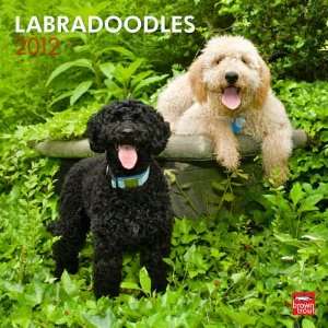  Labradoodles 2012 Wall Calendar 12 X 12