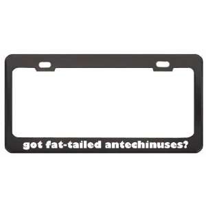 Got Fat Tailed Antechinuses? Animals Pets Black Metal License Plate 