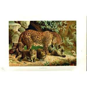  NATURAL HISTORY 1893 94 FAMILY LEOPARDS WILD ANIMALS