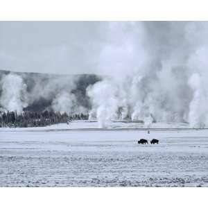   National Geographic, Snowy Bison, 8 x 10 Poster Print