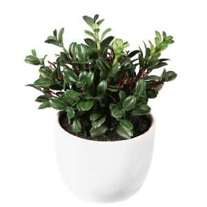   Mini Artificial Boxwood Plant   Potted with Dirt