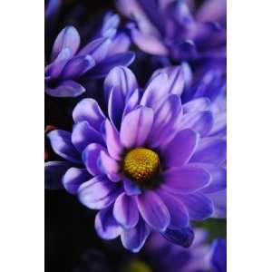  Pastel Purple Daisy Flower Photograph