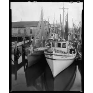  Shrimp fleet in harbor,St. Augustine,St. Johns County,Florida 
