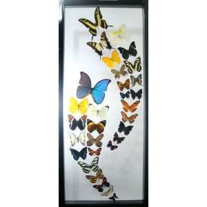   Butterfly Display with Real Blue Morpho and Other Mounted Butterflies