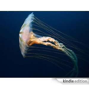 Jellyfish   Animal Kingdom App Book Shop  Kindle Store