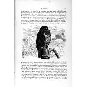   NATURAL HISTORY 1895 COMMON BUZZARD BIRD PREY DIURNAL