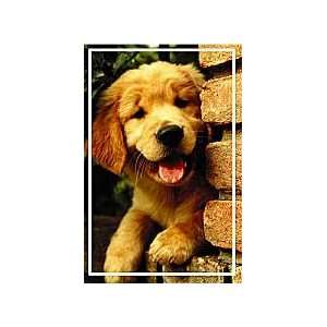  Golden Retriever Puppy Postcards