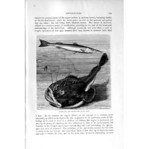  NATURAL HISTORY 1896 BARRACUDA ANGLER FISH OLD PRINT