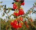 GOJI BERRY PLANT SEEDS (Lycium Barbabarum) 100 Seeds