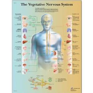  3B Scientific VR1610UU Glossy Paper The Vegetative Nervous 