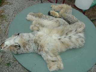 Canadian Lynx pelt huge skin tan hide winter prime fur  