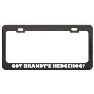 Got BrandtS Hedgehog? Animals Pets Black Metal License Plate Frame 