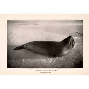  Print Ross Seal Trachea Inflated Animal Wild Antarctic Expedition 