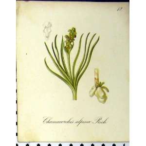    1879 Alpine Plant Seboth Nature Chamaeorchis Alpina