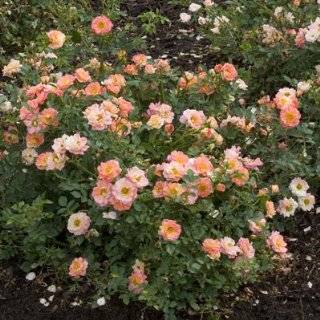 OSO EASY Paprika Rose   VERY HARDY /DISEASE RESISTANT   Proven Winners
