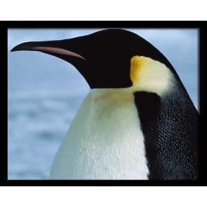  National Geographic, Emperor Penguin, 8 x 10 Poster Print 
