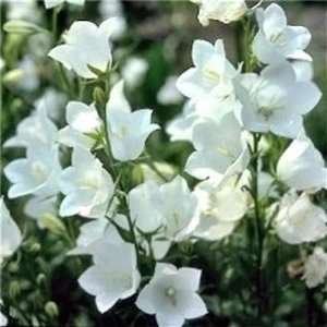  500 WHITE PEACH LEAVED BELLFLOWER Campanula Persicifolia 